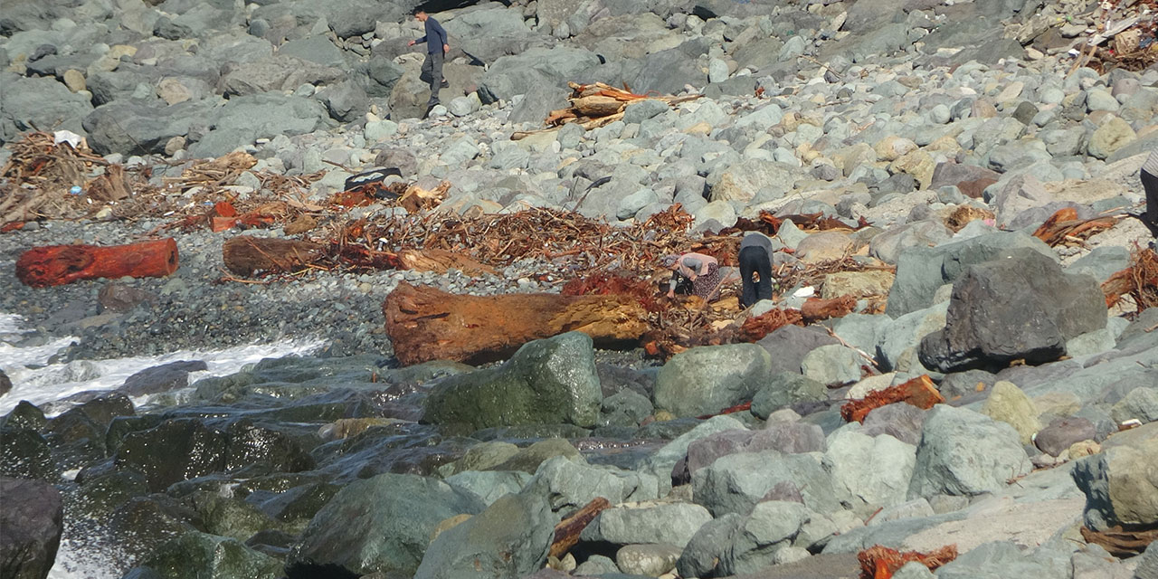 Derelerin Karadeniz'e taşıdığı ağaç kütüğü ve odunlar Rizeliler'in kışlık yakacağı oldu