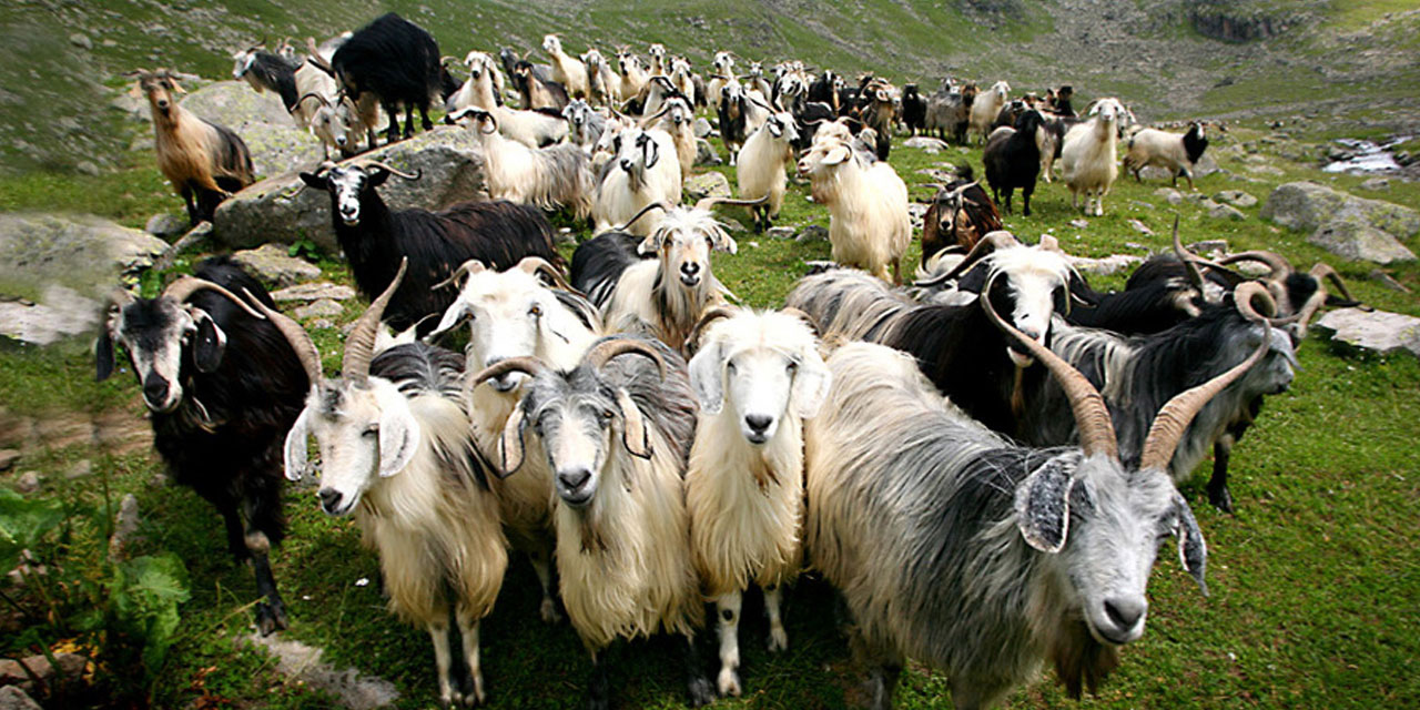 Rize'de Yayla Sezonu Erken Bitti: Valilik'ten Yayla Dönüşü Uyarısı