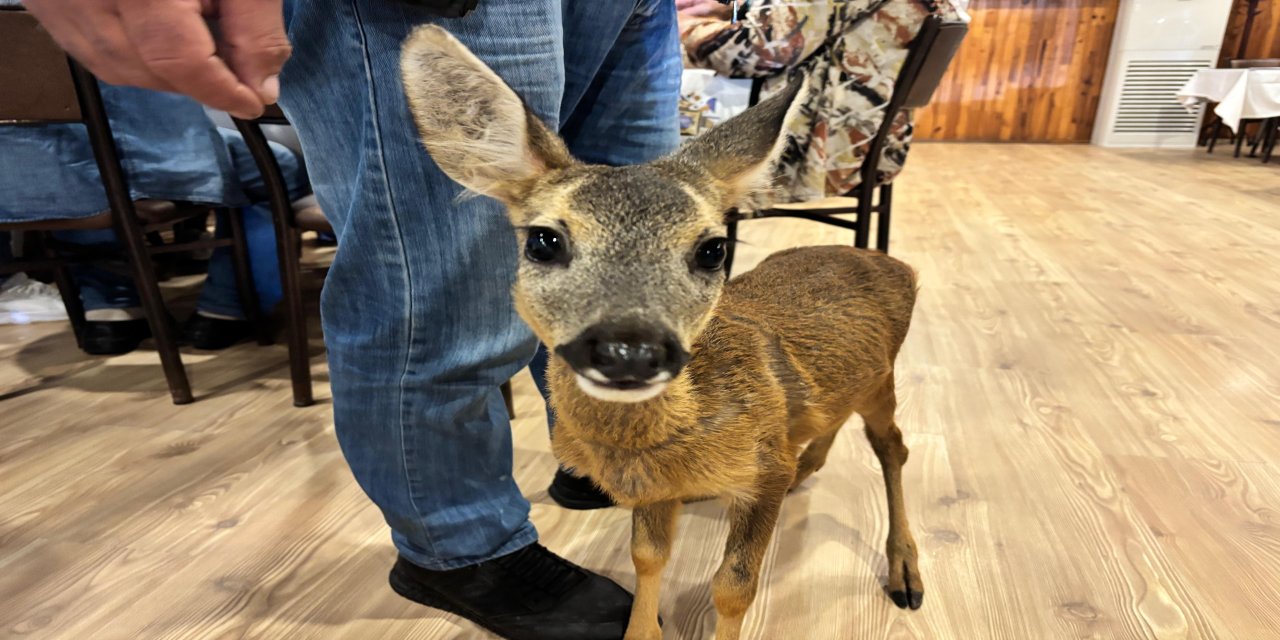 Trabzon'un sevimli karacası ‘Pınar' sığındığı işletmenin maskotu haline geldi