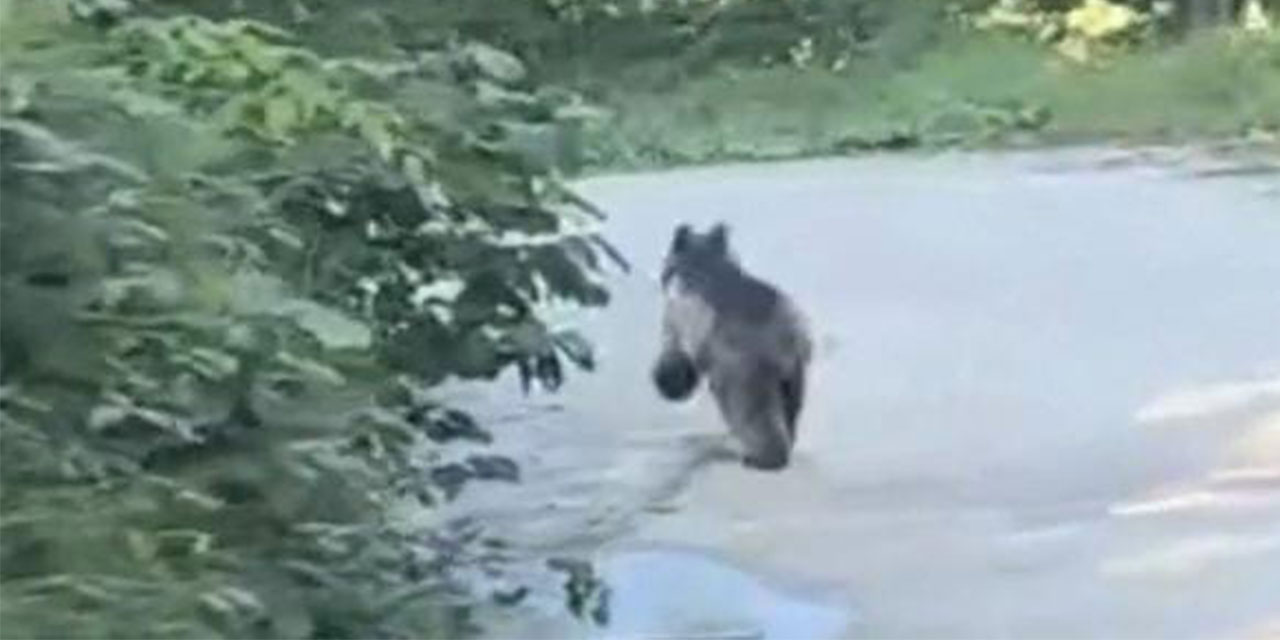 Rize'de köye inen ayı kamerada