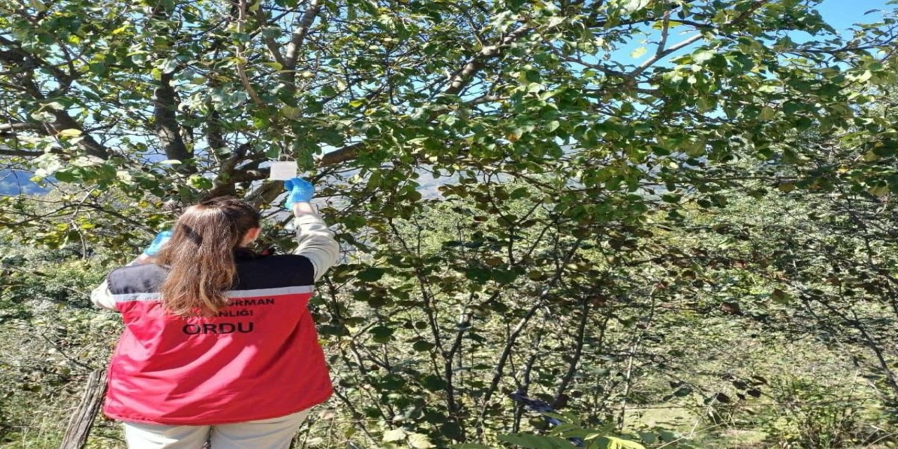 Ordu'da kahverengi kokarca ile mücadele çalışmaları sürüyor