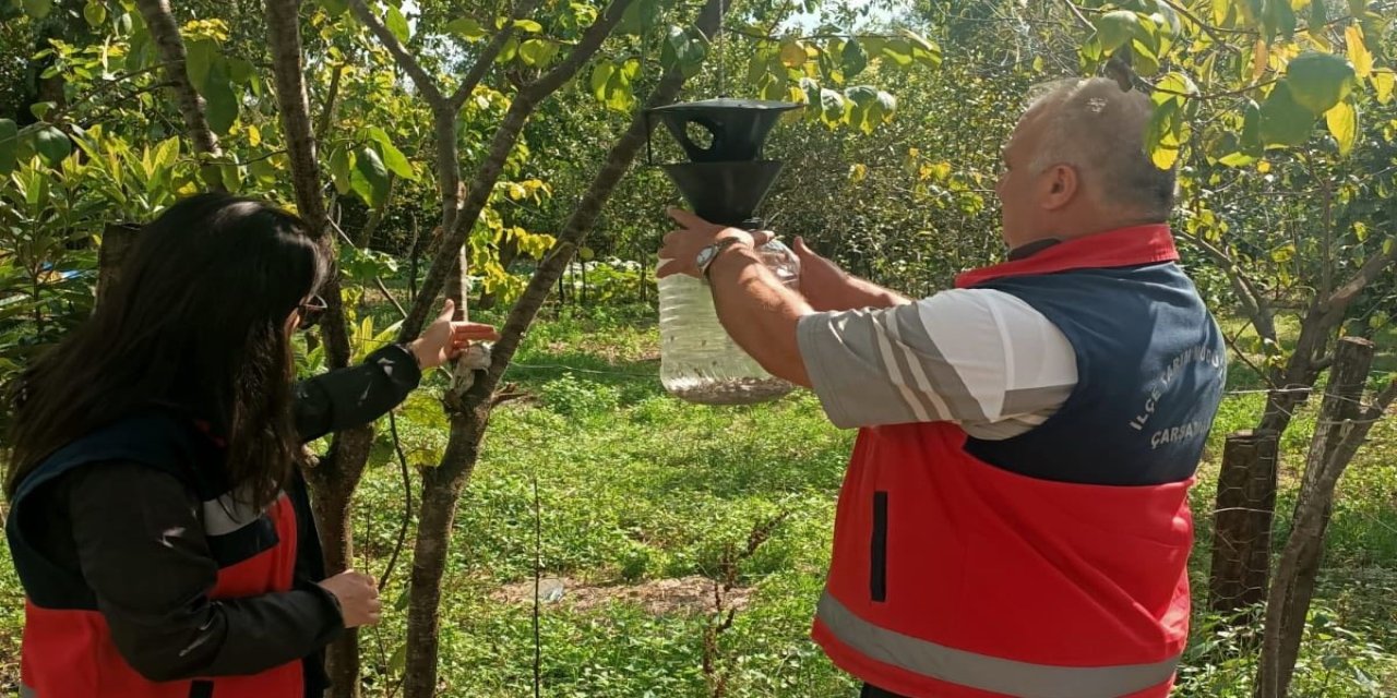 Çarşamba'da tarımda koruma ve mücadele çalışmaları