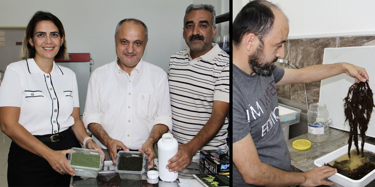 Karadeniz kıyılarında oluşan yosunlardan gübre üretildi