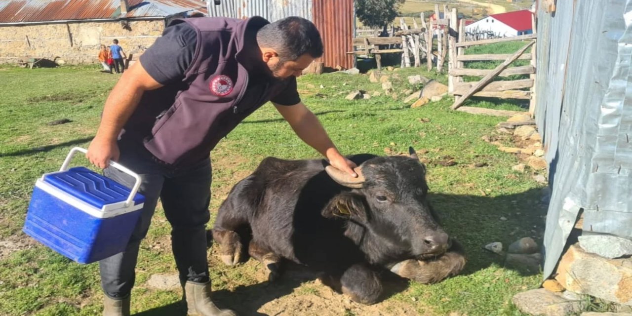 Espiye'de şap aşısı ve küpeleme çalışması yapıldı