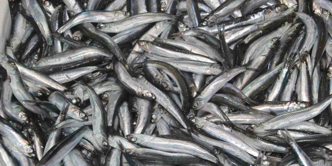 Tezgahların Gözdesi ’hamsi’