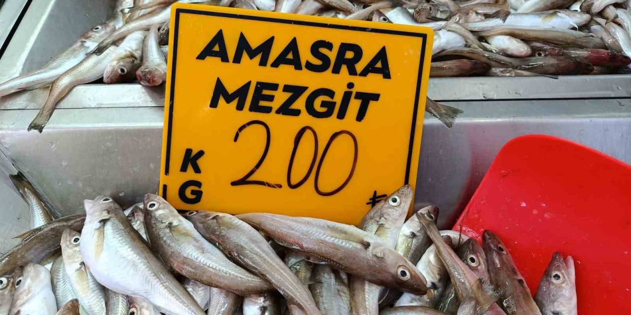 Balıkçılar Palamut İçin "kestane Karası"nı Bekliyor