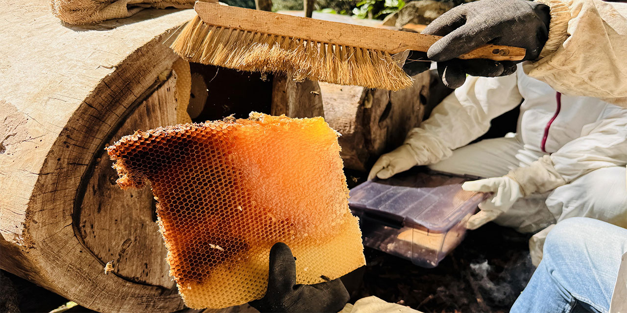 Coğrafi işaret tescilli Ayder balında hasat mesaisi