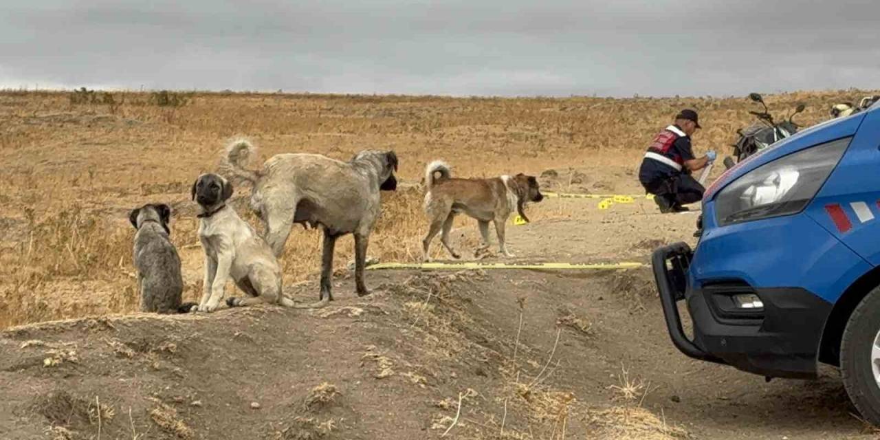 Köpeği Öldürülen Sahibinin Yanından Ayrılmadı
