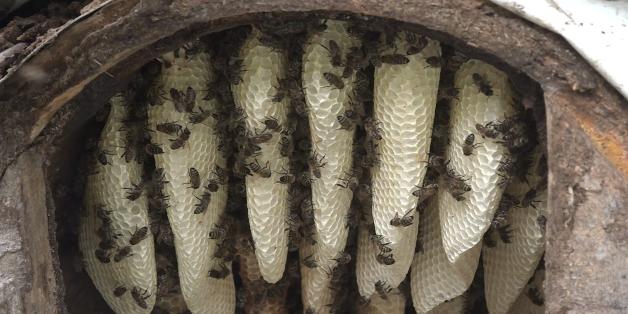 Rize’de karakovan balı Anzer Balı'nı solladı