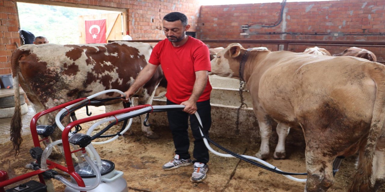 Ordu’da sütün değeri artıyor