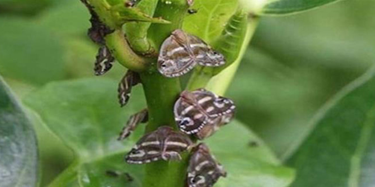 Rize'de Kivi Üreticilerine 'Yalancı Kelebek' Uyarısı