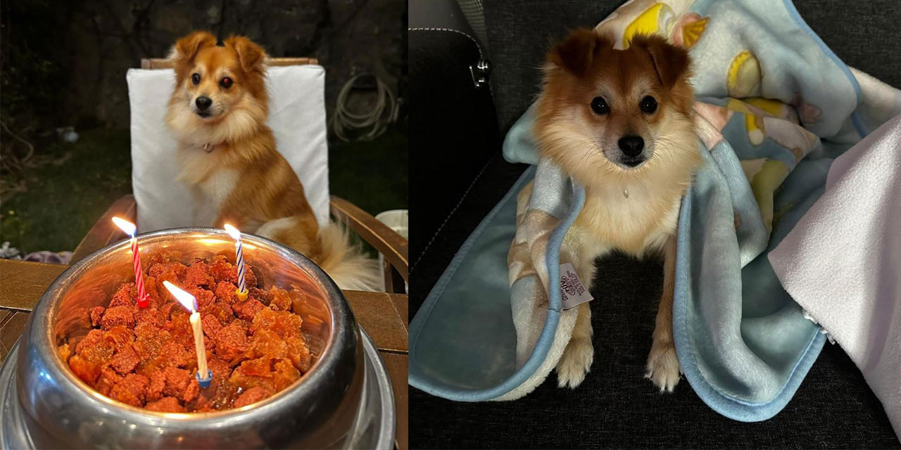 "Pablo"yu bulana 50 bin lira ödül verecekler