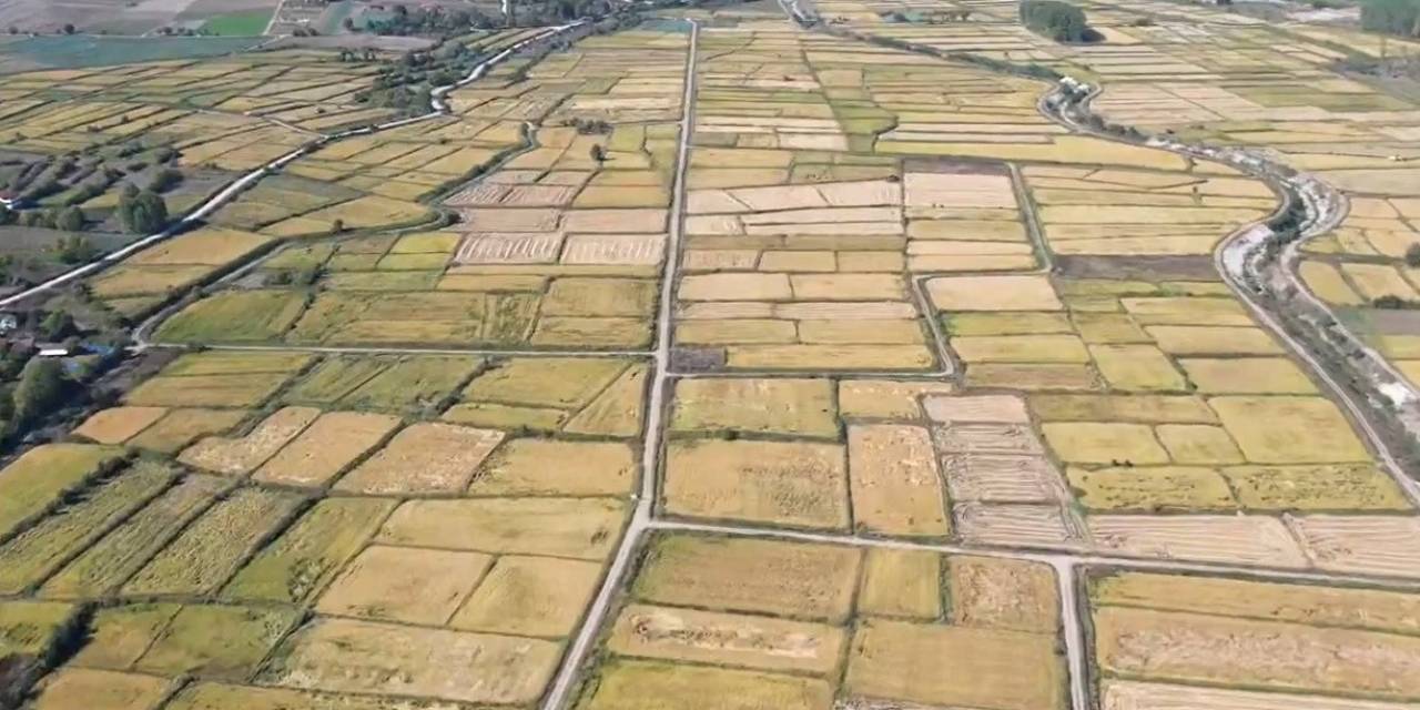 Saraydüzü’nde Çeltik Hasadı Başladı