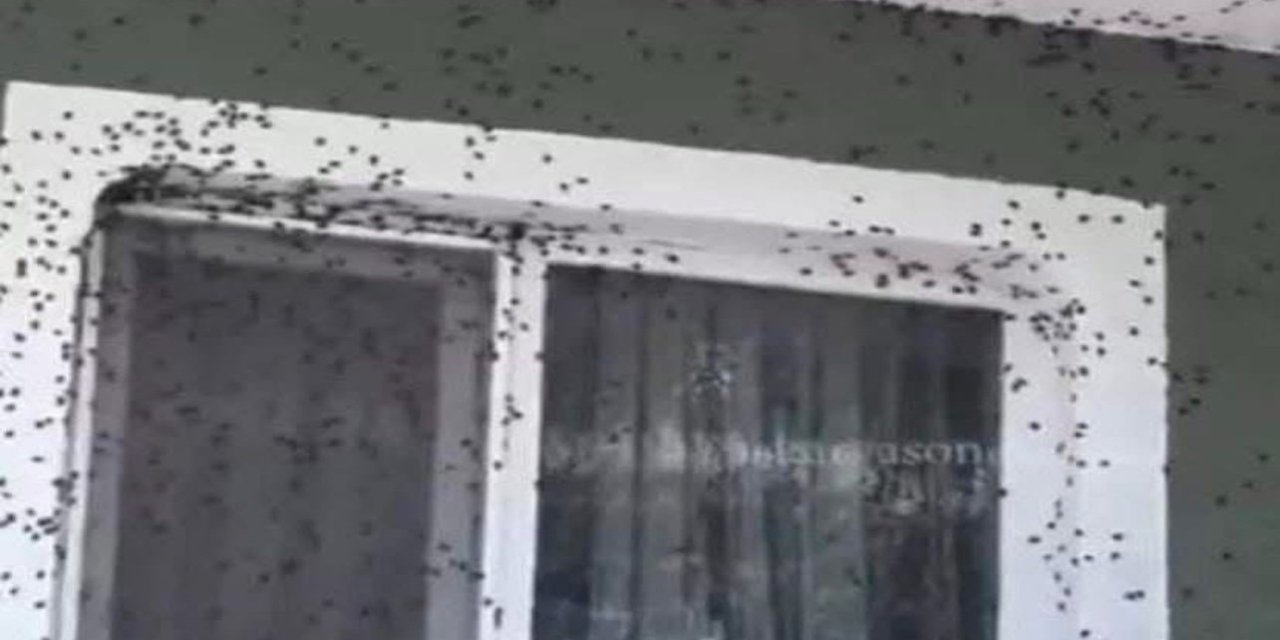 Kahverengi kokarca Giresun'da evleri ve araçları istila etti