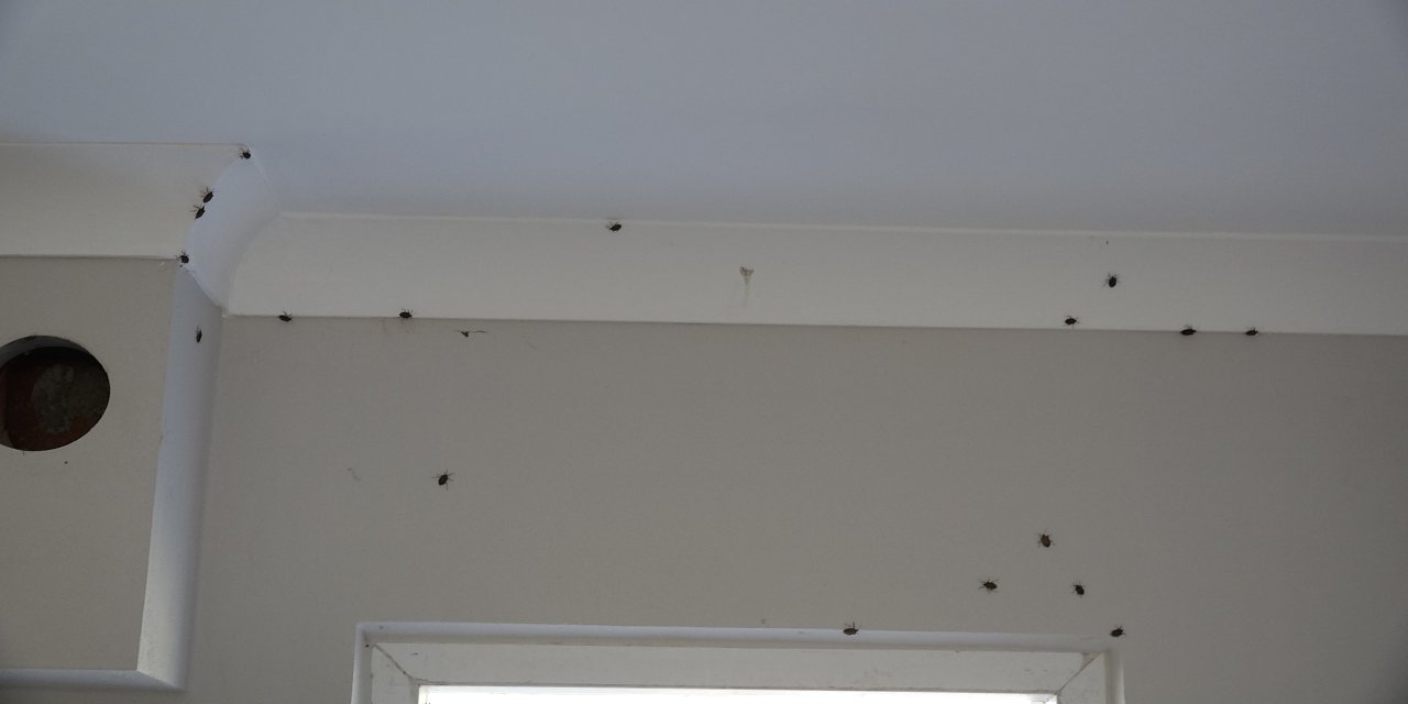 Trabzon'da kahverengi kokarca evleri istila etti