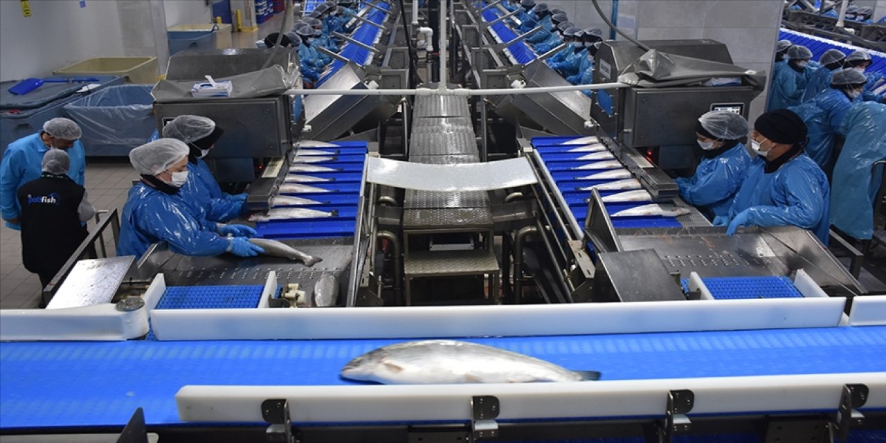 Türk somonu ihracatı yılın 9 ayında 369 milyon dolara yaklaştı