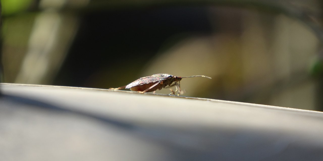 Trabzon'da kahverengi kokarca alarmı