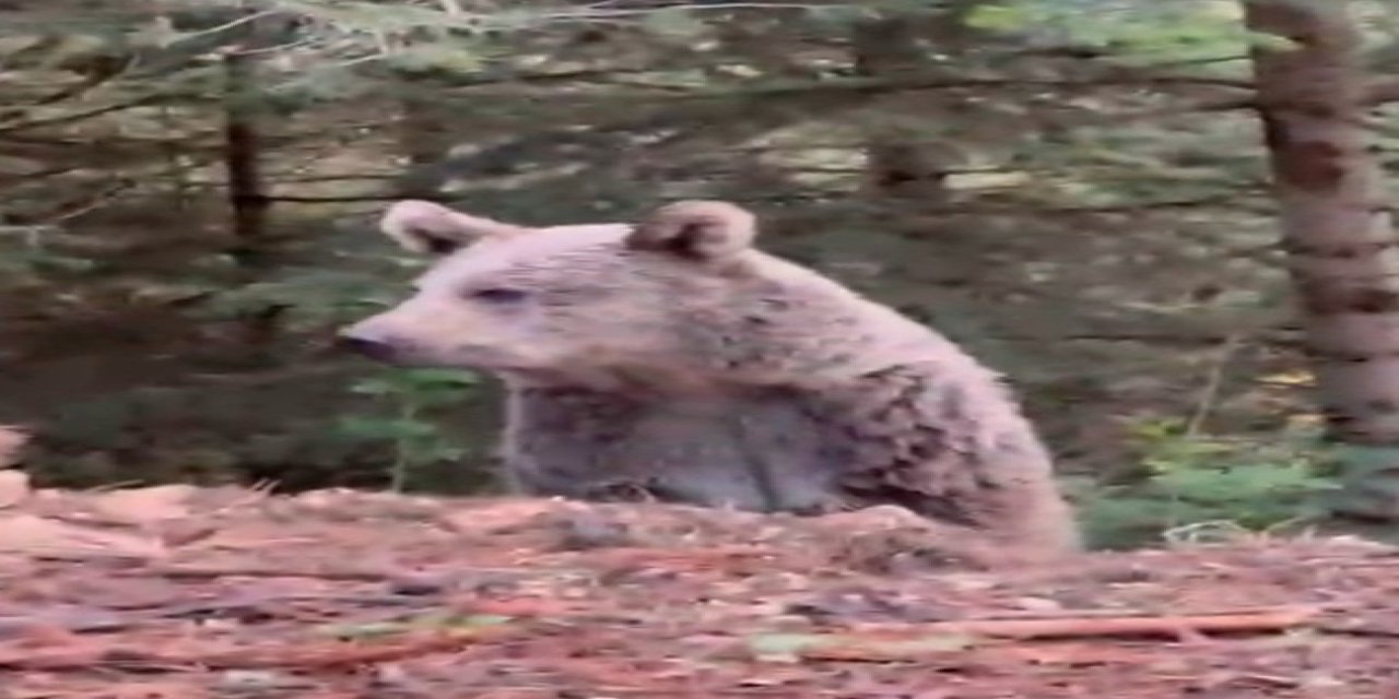 Ayıyla sohbeti gülümsetti: "Selamın aleyküm kanka, cips vereyim mi"