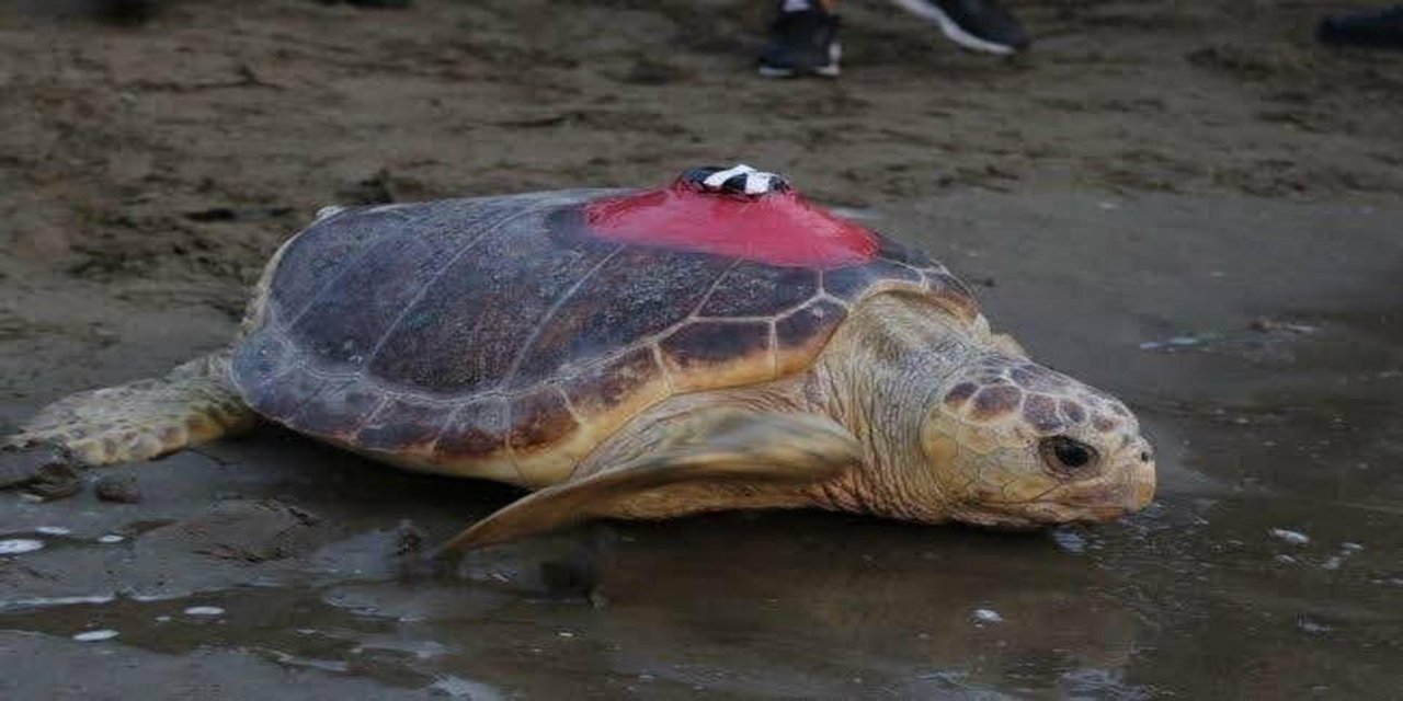 Caretta caretta 'Tuba', iki ayda 7 bin 500 kilometre katetti