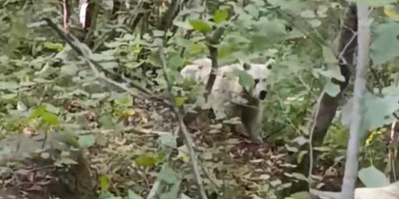 Çamlıhemşin'de ilk kez beyaz ayı görüntülendi