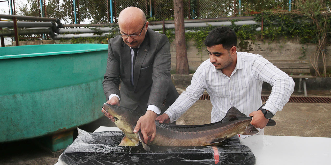 Nesli tükenme tehlikesi altındaki mersin balığını korumak için 15 yıldır çalışıyorlar