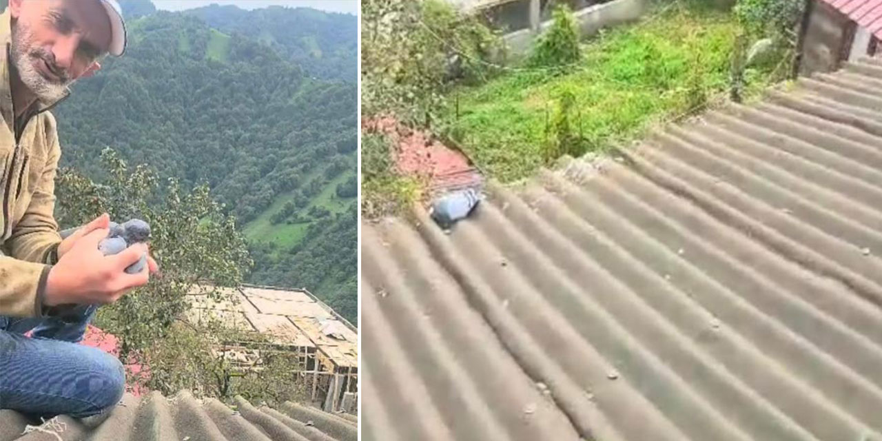 Rize'de köy sakininin dikkati ve duyarlılığı bir güvercini hayata bağladı