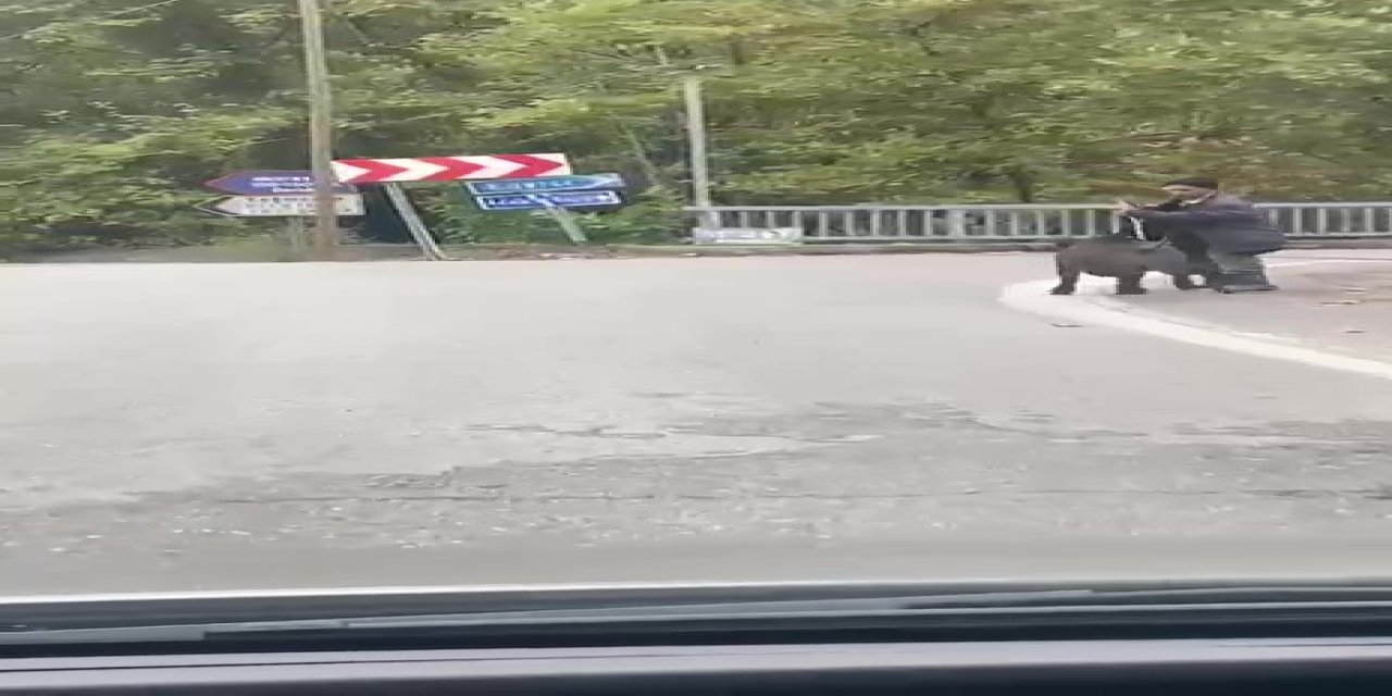 Yaşlı adam, üzerine koşan domuzdan son anda kurtuldu