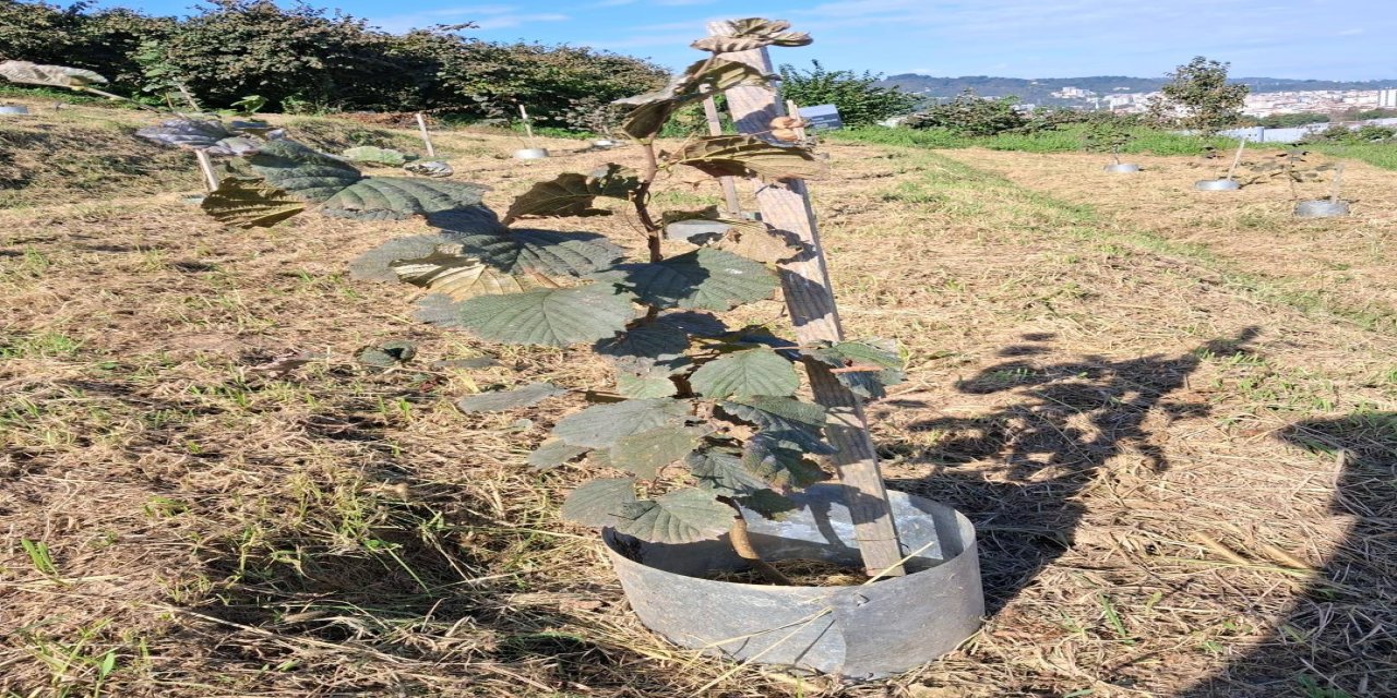 Fındıkta rekolte ve randıman artıracak çalışma