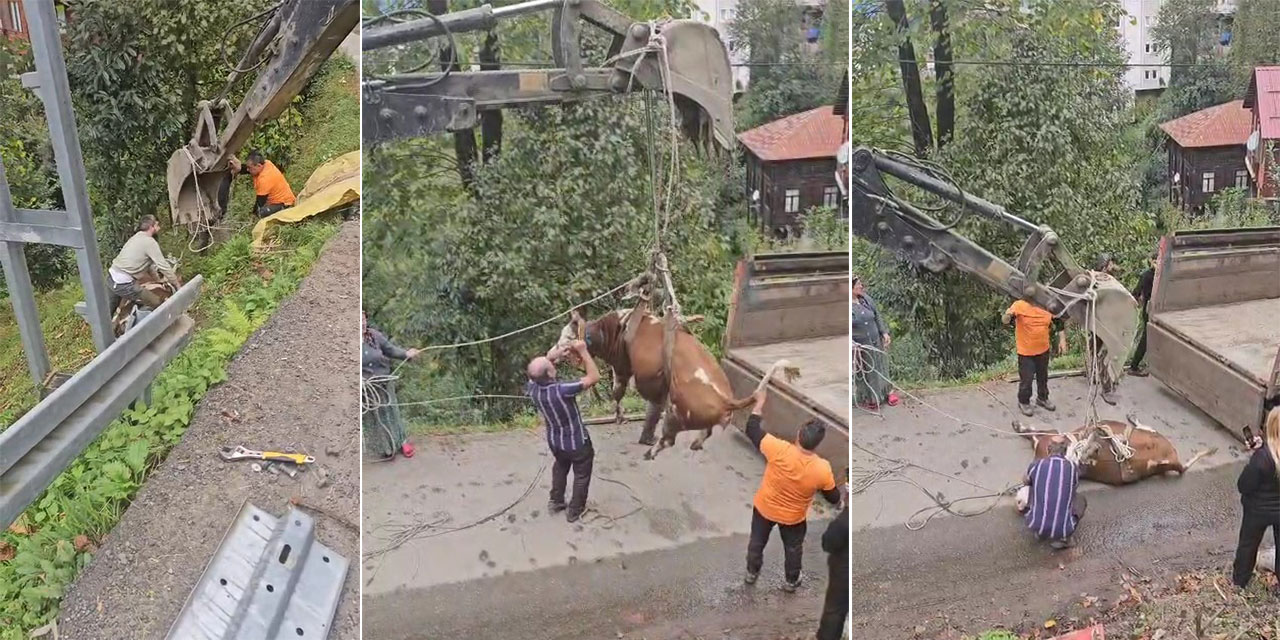 Rize'de ineği vinçle düştüğü yamaçtan kurtardılar