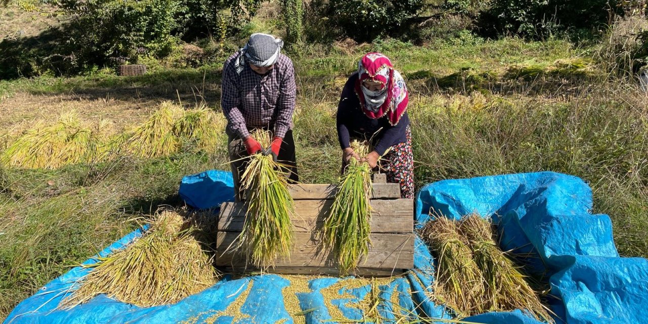 Artvin'de geleneksel yöntemlerle çeltik hasadı