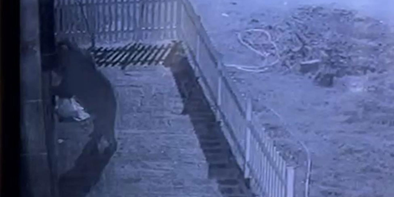 Rize'de Güvenlik Kamerası Hırsızın Kimliğini Deşifre Etti: Ayı!