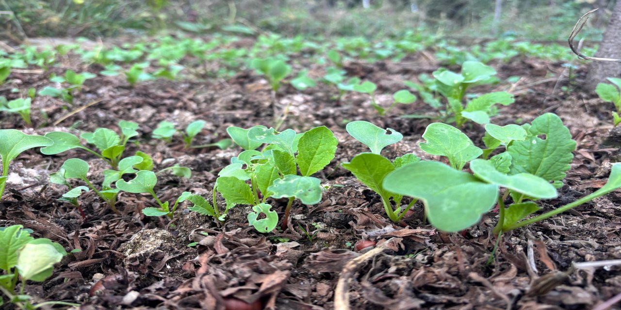 Bir balkonun bereketi, ülkenin umudu oldu