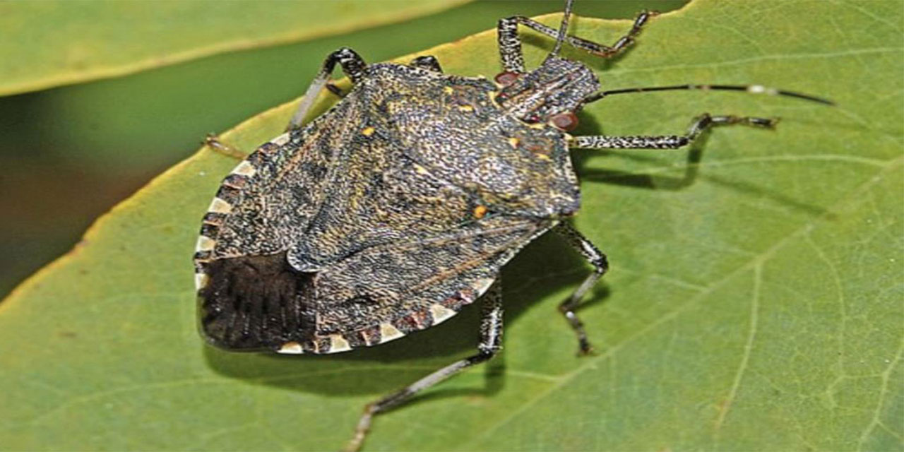 Karadeniz’in korkulu rüyası Sivas’ta görüldü