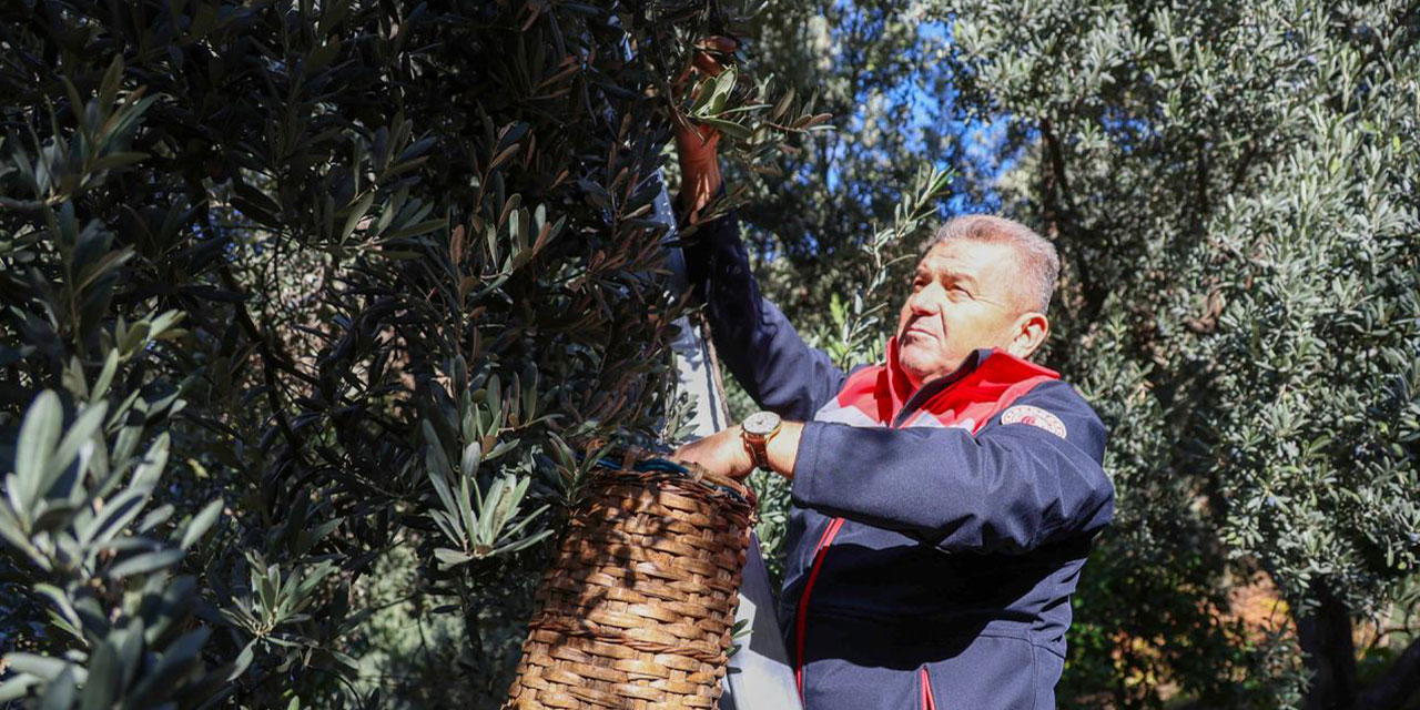 Artvin'de lezzet ödüllü Butko zeytini hasadı başladı