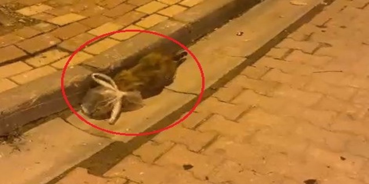 Kedinin başına poşet geçirip bağladılar