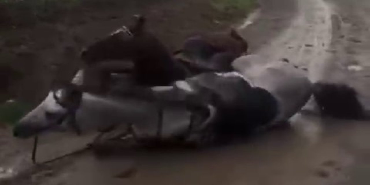 Kaçak çekilen elektrik hatında akıma kapılan 2 attan 1'i öldü