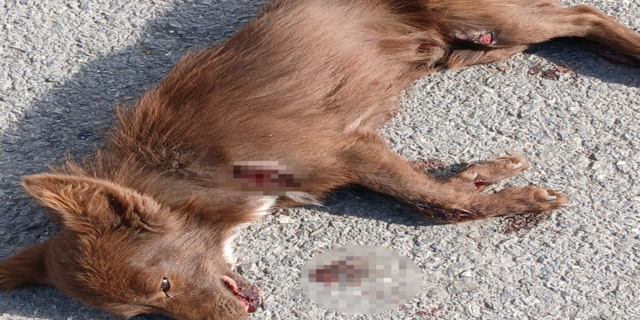 Aracın arkasında sürüklenen köpek öldü; gözaltına alınan sürücü adli kontrolle serbest