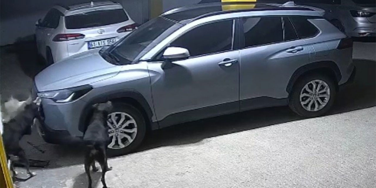 Trabzon'da Akılalmaz Olay: 3 Köpek, Bir Kedinin Peşinde SUV Araca Maddi Hasar Verdi