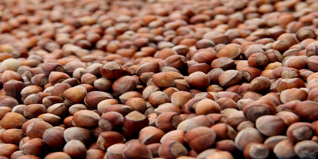 Fındıkta üçlü zarar; 250 bin ton kayıp