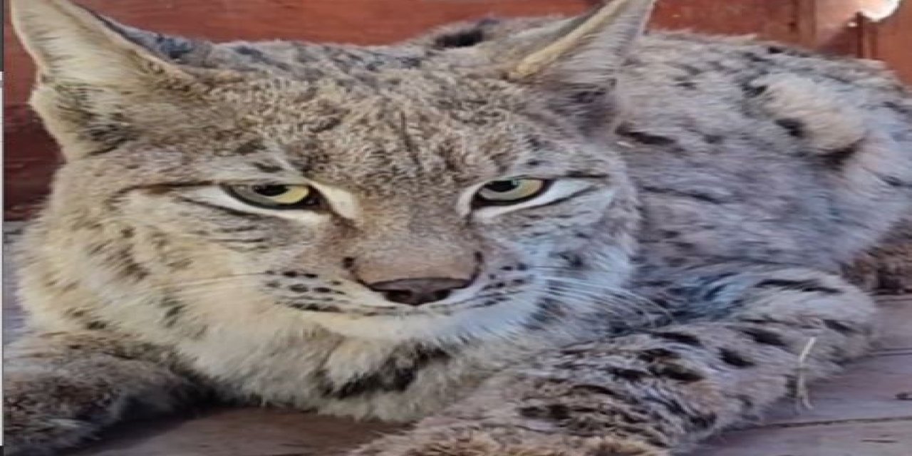 Su kanalına düşen vaşak kurtarılıp, bakıma alındı