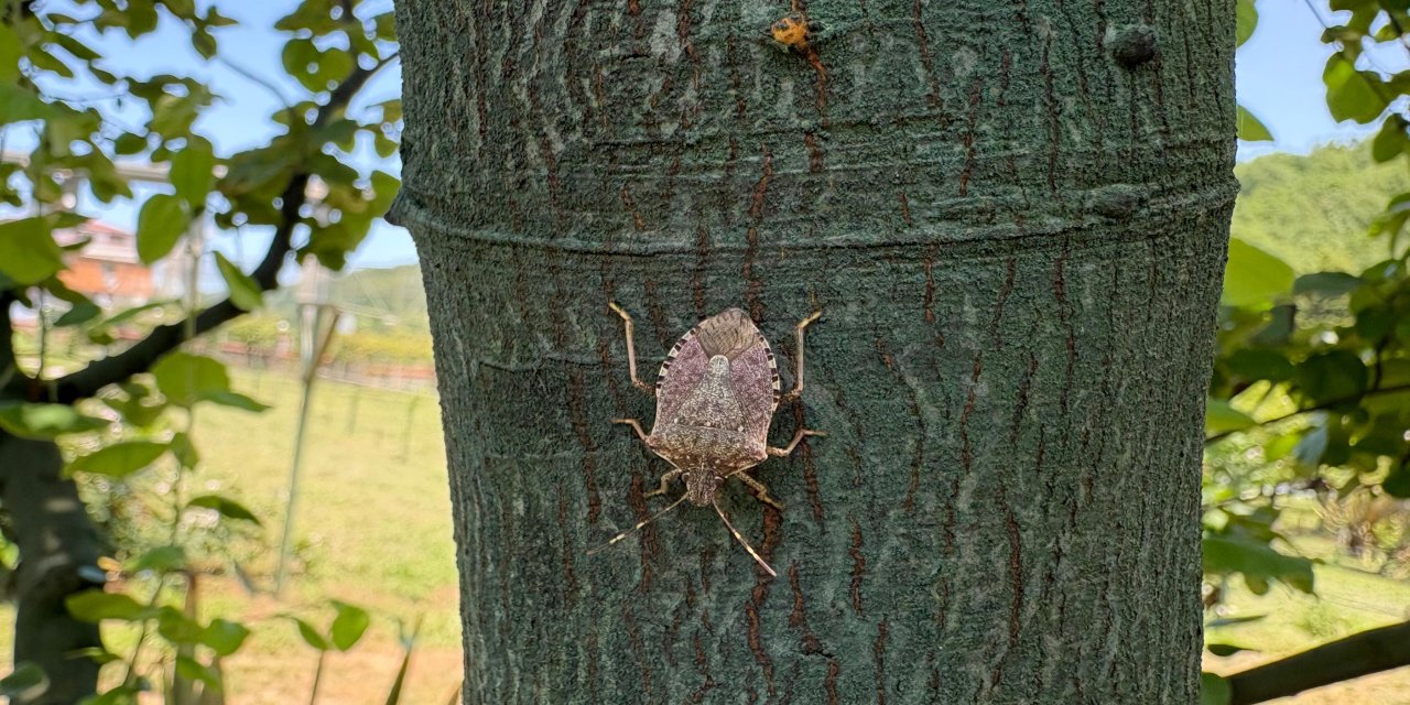 İstanbul’da da 'kahverengi korkarca' ile mücadele