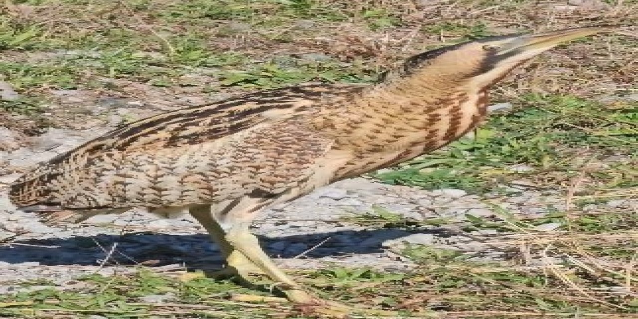 Nesli tükenmekte olan Güney Amerika balabanı Artvin'de görüldü