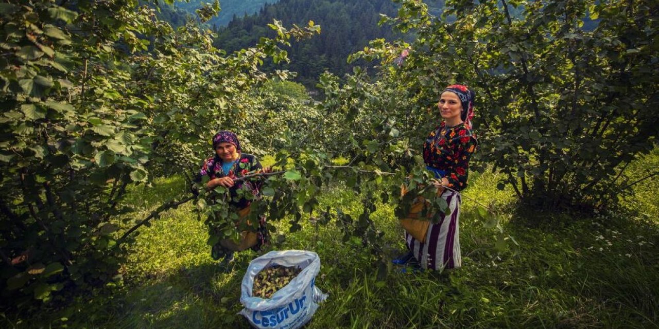 3'lü kıskaçtaki fındıkta kuraklığa karşı 'sulama sistemi' önerisi
