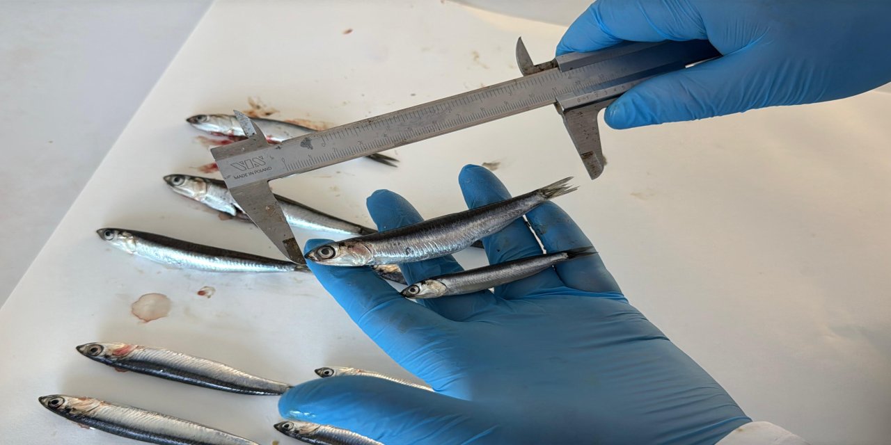 Karadeniz'de aşırı avcılık nedeniyle hamsi boyu küçüldü