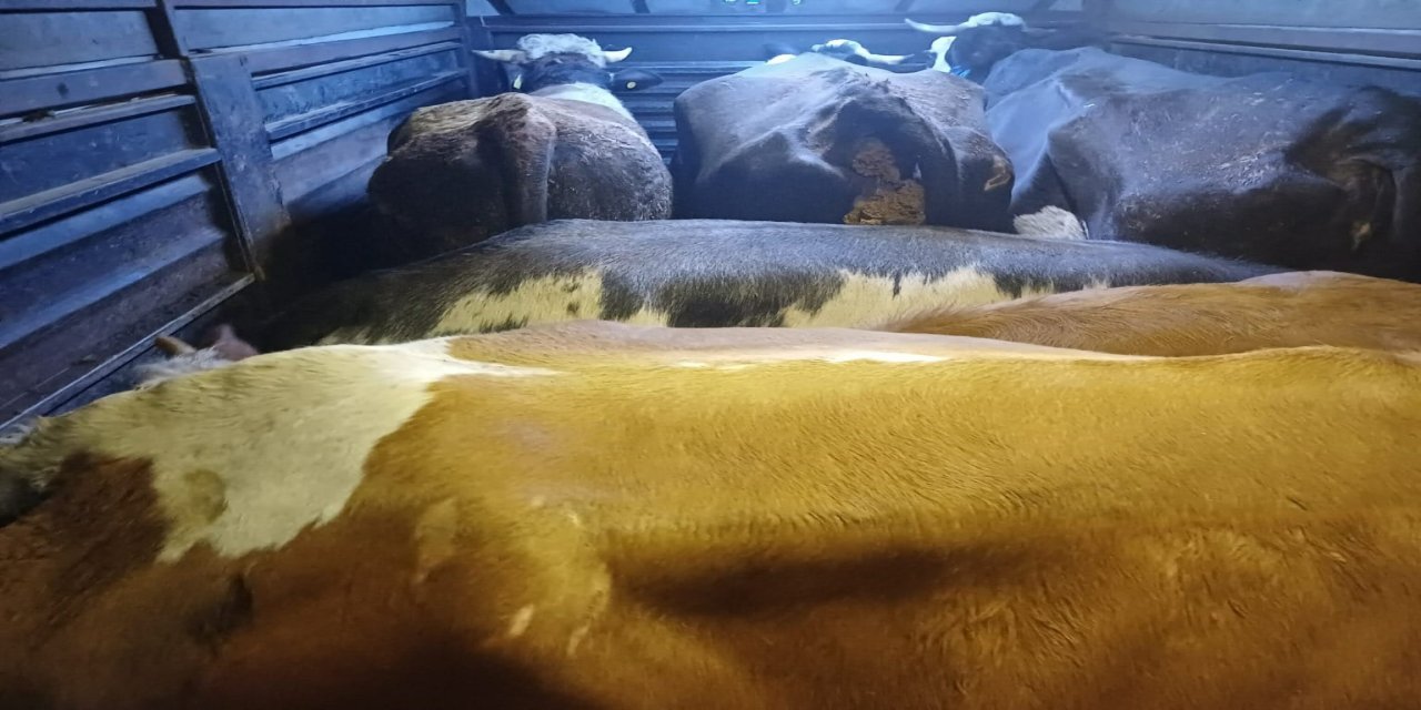 Artvin’de film gibi hayvan hırsızlığı