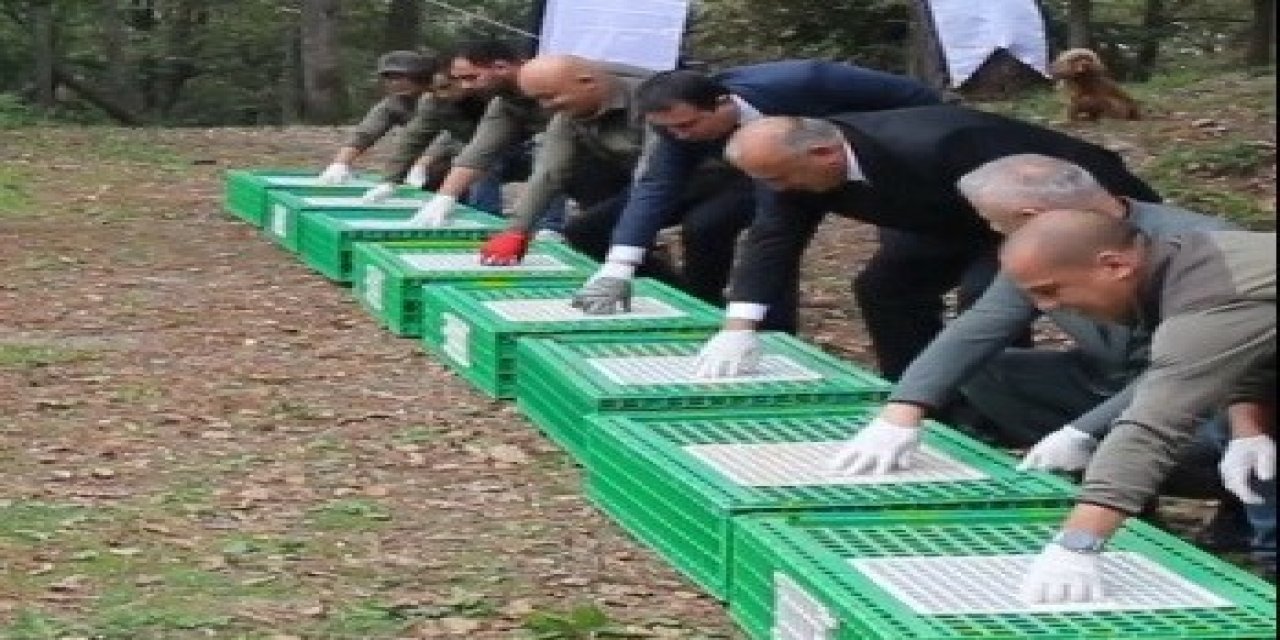 Ordu’da doğaya 200 sülün salındı