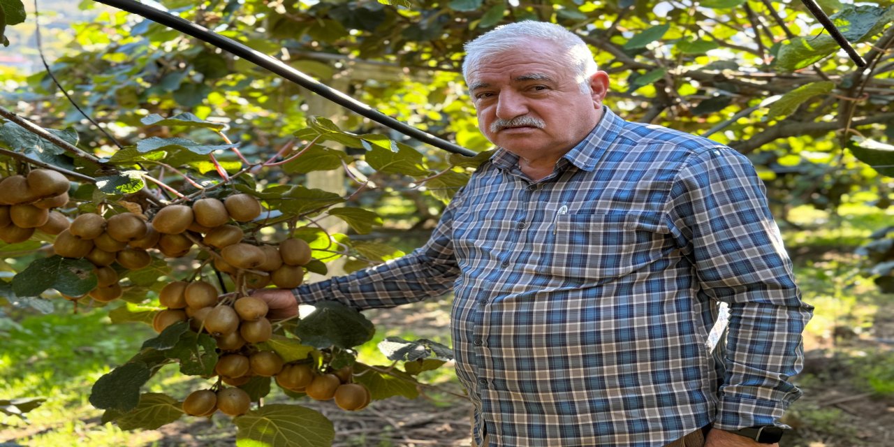 Ordu’da kivi için ‘erken hasat’ uyarısı