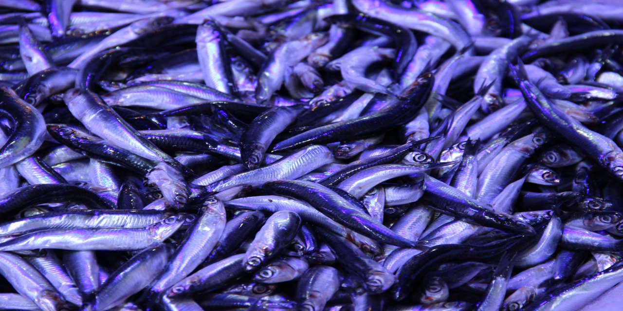 Çorum'da hamsinin kilosu 40 liraya düştü: Metrelerce uzunlukta kuyruk oluştu