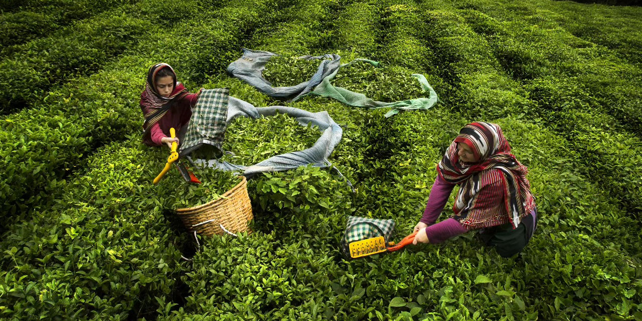 Kalkandere'den İrlanda'ya Uzanan Başarı: Salih Kuş'un Fotoğrafı FIAP Bienalinde Türkiye'yi Temsil Edecek!