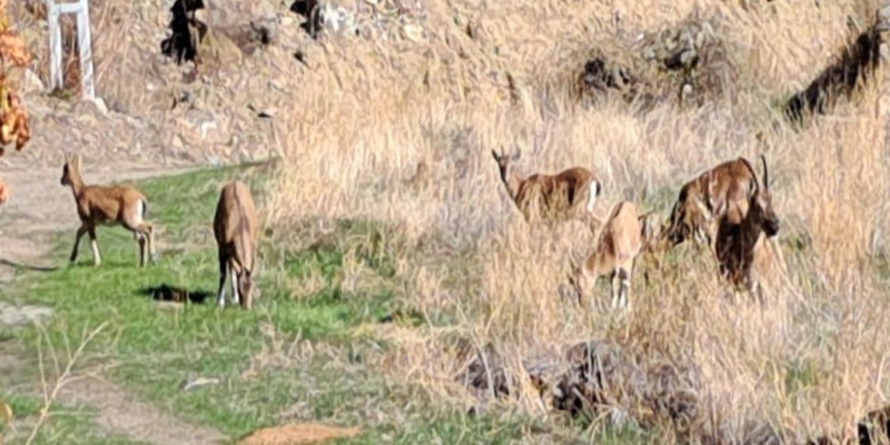 Mahalleye inen dağ keçileri, evlerin arasında dolaşıyor